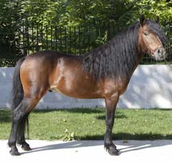 PONEI GALICIAN 